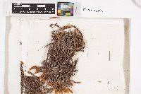 Attēlu rezultāti vaicājumam “Pseudocalliergon turgescens”