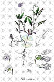 Attēlu rezultāti vaicājumam “Viola rupestris leaf”