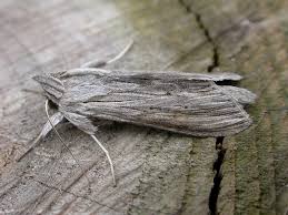 Attēlu rezultāti vaicājumam “Cucullia umbratica”