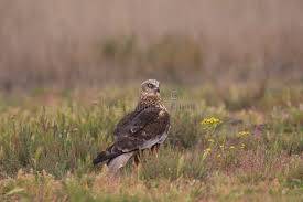 Attēlu rezultāti vaicājumam “Circus aeruginosus adult”