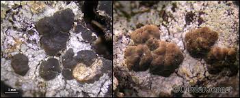 Attēlu rezultāti vaicājumam “Trapeliopsis granulosa”