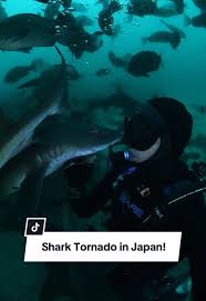 Image result for Tornado Divers