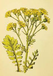 Attēlu rezultāti vaicājumam “Jacobaea paludosa flower”