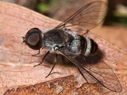 Attēlu rezultāti vaicājumam “Bombyliidae”