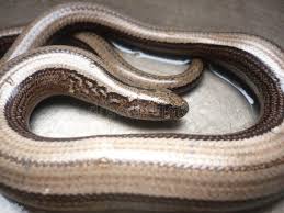 Attēlu rezultāti vaicājumam “Anguis fragilis”