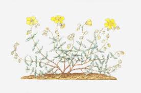 Attēlu rezultāti vaicājumam “Helianthemum nummularium leaf”