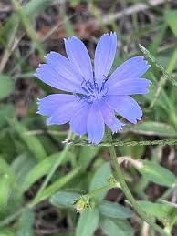 Image result for Zichorie