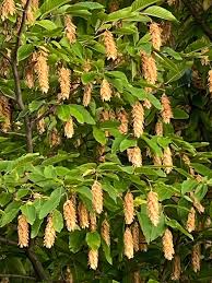 Attēlu rezultāti vaicājumam “Carpinus betulus fruit”