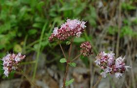 Attēlu rezultāti vaicājumam “Origanum vulgare leaf”