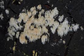 Attēlu rezultāti vaicājumam “Mucronella”