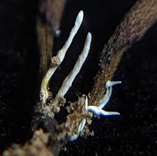 Attēlu rezultāti vaicājumam “Cordyceps stylophora”