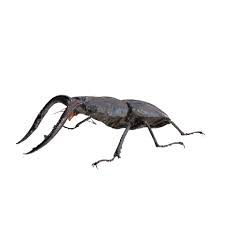 Attēlu rezultāti vaicājumam “Blaps mortisaga”