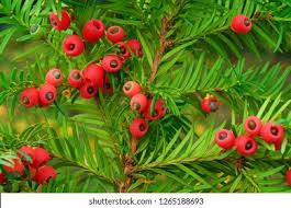 Attēlu rezultāti vaicājumam “Taxus baccata fruit”