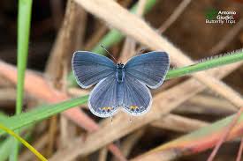 Attēlu rezultāti vaicājumam “Everes argiades”