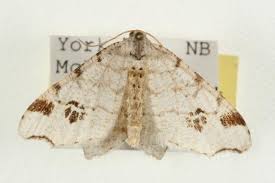 Attēlu rezultāti vaicājumam “Macaria notata”