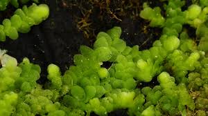 Attēlu rezultāti vaicājumam “Lejeunea cavifolia”