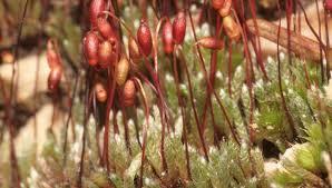 Attēlu rezultāti vaicājumam “Bryum argenteum sporophyte”