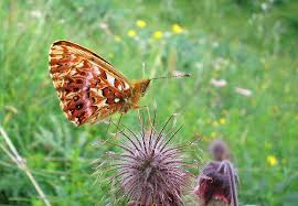 Attēlu rezultāti vaicājumam “Boloria titania underside”