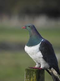 Attēlu rezultāti vaicājumam “Columbiformes”