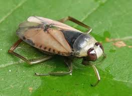 Attēlu rezultāti vaicājumam “Notonecta glauca”