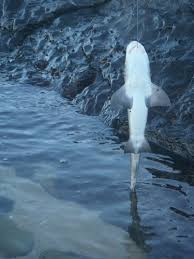 Image result for Triakis megalopterus