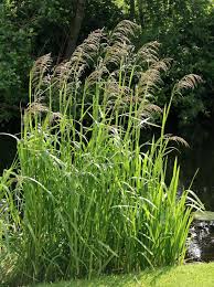 Attēlu rezultāti vaicājumam “Glyceria maxima”