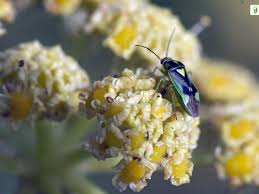 Attēlu rezultāti vaicājumam “Levisticum officinale flower”