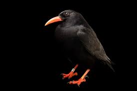 Image result for Pyrrhocorax pyrrhocorax
