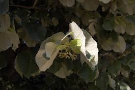 Attēlu rezultāti vaicājumam “Tilia tomentosa leaf”