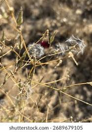 Attēlu rezultāti vaicājumam “Tragopogon heterospermus bud”