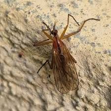 Attēlu rezultāti vaicājumam “Empis sp.”