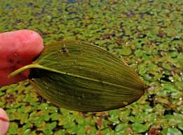 Attēlu rezultāti vaicājumam “Potamogeton natans leaf”
