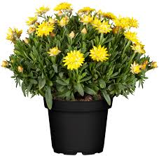 Image result for Strohblume