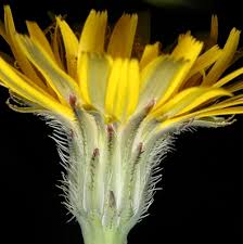 Attēlu rezultāti vaicājumam “Hypochaeris radicata fruit”