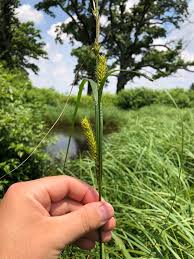Attēlu rezultāti vaicājumam “Carex atherodes”