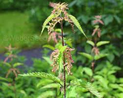 Attēlu rezultāti vaicājumam “Urtica dioica”