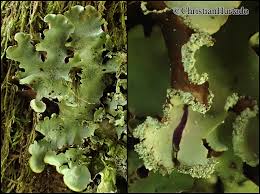 Attēlu rezultāti vaicājumam “Cetrelia olivetorum”