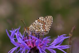 Attēlu rezultāti vaicājumam “Melitaea phoebe upperside”