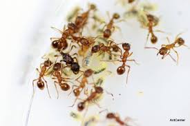 Attēlu rezultāti vaicājumam “Myrmica rubra”