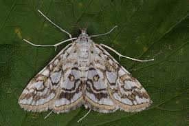 Attēlu rezultāti vaicājumam “Elophila nymphaeata”