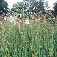 Attēlu rezultāti vaicājumam “Schoenoplectus lacustris subsp. lacustris”