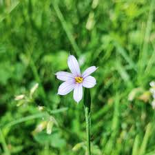 Attēlu rezultāti vaicājumam “Sisyrinchium montanum fruit”