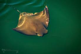 Image result for Rhinoptera bonasus