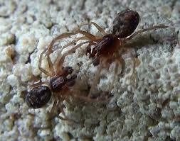 Attēlu rezultāti vaicājumam “Linyphiidae”