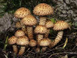 Attēlu rezultāti vaicājumam “Pholiota squarrosa”