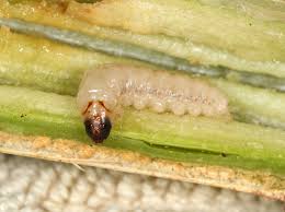Attēlu rezultāti vaicājumam “Shargacucullia scrophulariae larva”