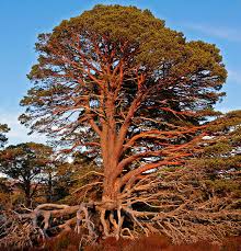 Attēlu rezultāti vaicājumam “Pinus sylvestris”