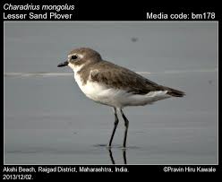 Image result for Charadrius mongolus