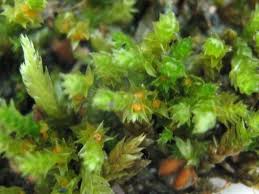 Attēlu rezultāti vaicājumam “Eocronartium muscicola”