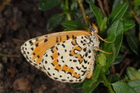 Attēlu rezultāti vaicājumam “Melitaea didyma”